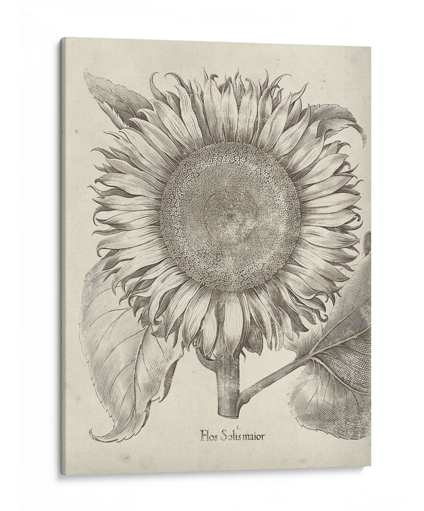 Girasol Fresco I-II - Vision Studio | Cuadro decorativo de Canvas Lab