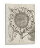 Girasol Fresco I-II - Vision Studio | Cuadro decorativo de Canvas Lab