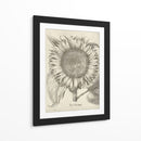 Girasol Fresco I-II - Vision Studio | Cuadro decorativo de Canvas Lab