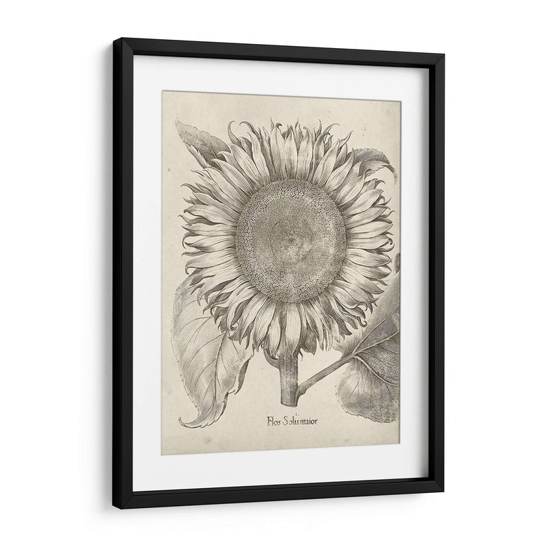 Girasol Fresco I - Vision Studio | Cuadro decorativo de Canvas Lab