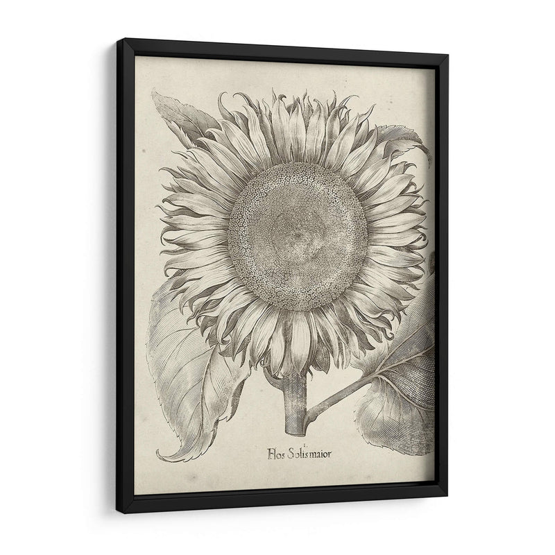 Girasol Fresco I - Vision Studio | Cuadro decorativo de Canvas Lab