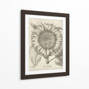 Girasol Fresco I-II - Vision Studio | Cuadro decorativo de Canvas Lab
