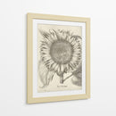 Girasol Fresco I-II - Vision Studio | Cuadro decorativo de Canvas Lab