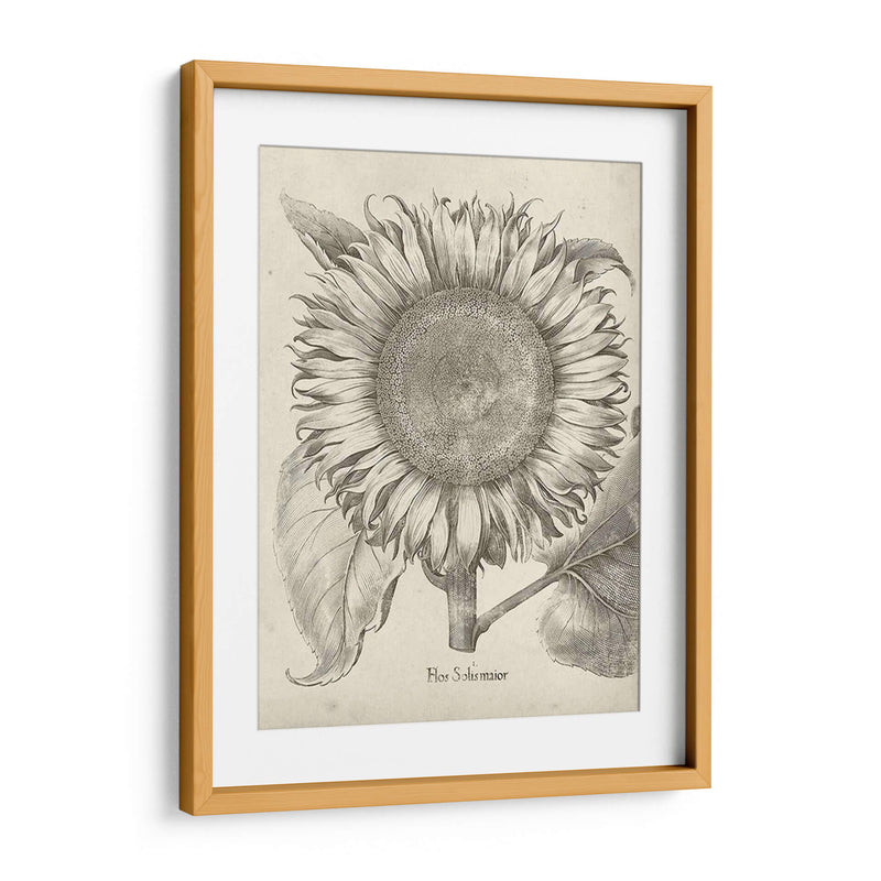 Girasol Fresco I - Vision Studio | Cuadro decorativo de Canvas Lab