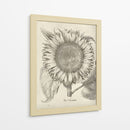 Girasol Fresco I-II - Vision Studio | Cuadro decorativo de Canvas Lab