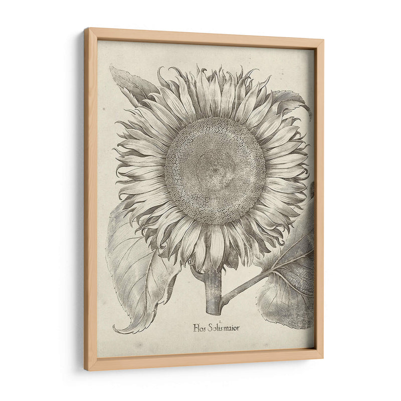 Girasol Fresco I - Vision Studio | Cuadro decorativo de Canvas Lab