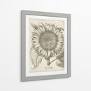 Girasol Fresco I-II - Vision Studio | Cuadro decorativo de Canvas Lab