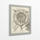 Girasol Fresco I-II - Vision Studio | Cuadro decorativo de Canvas Lab