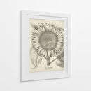 Girasol Fresco I-II - Vision Studio | Cuadro decorativo de Canvas Lab