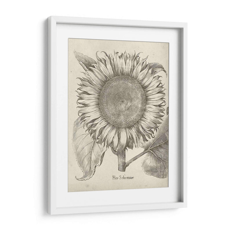 Girasol Fresco I - Vision Studio | Cuadro decorativo de Canvas Lab