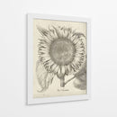 Girasol Fresco I-II - Vision Studio | Cuadro decorativo de Canvas Lab