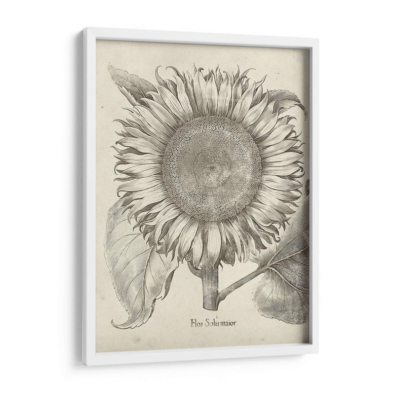 Girasol Fresco I - Vision Studio | Cuadro decorativo de Canvas Lab