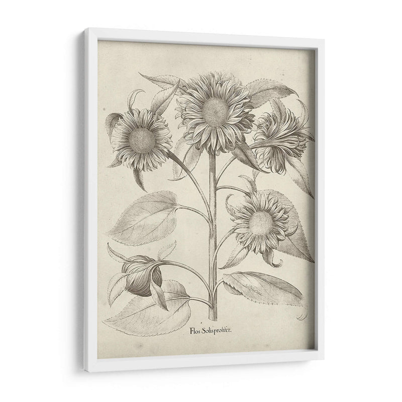 Fresco Sunflower Ii - Vision Studio | Cuadro decorativo de Canvas Lab