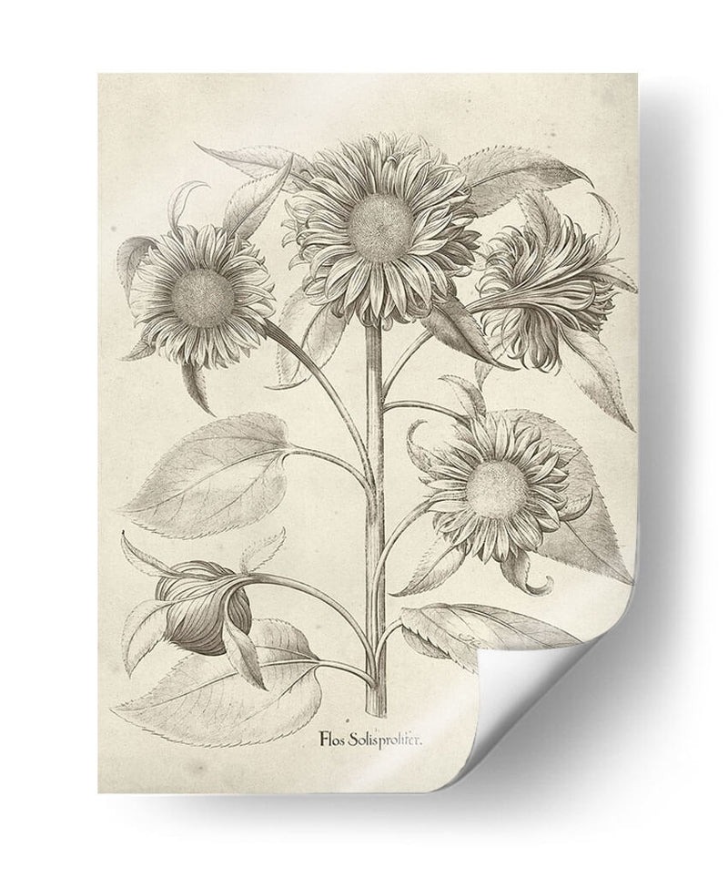 Fresco Sunflower Ii - Vision Studio | Cuadro decorativo de Canvas Lab