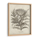 Alcachofa Fresco I - Vision Studio | Cuadro decorativo de Canvas Lab