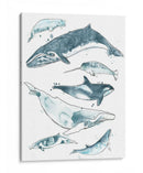 Cetacea I - June Erica Vess | Cuadro decorativo de Canvas Lab