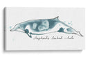 Cetacea Shepherds Beak Whale - June Erica Vess | Cuadro decorativo de Canvas Lab