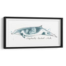 Cetacea Shepherds Beak Whale - June Erica Vess | Cuadro decorativo de Canvas Lab