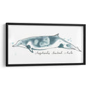 Cetacea Shepherds Beak Whale - June Erica Vess | Cuadro decorativo de Canvas Lab
