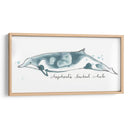 Cetacea Shepherds Beak Whale - June Erica Vess | Cuadro decorativo de Canvas Lab