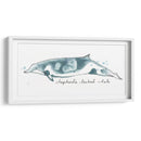 Cetacea Shepherds Beak Whale - June Erica Vess | Cuadro decorativo de Canvas Lab
