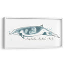 Cetacea Shepherds Beak Whale - June Erica Vess | Cuadro decorativo de Canvas Lab