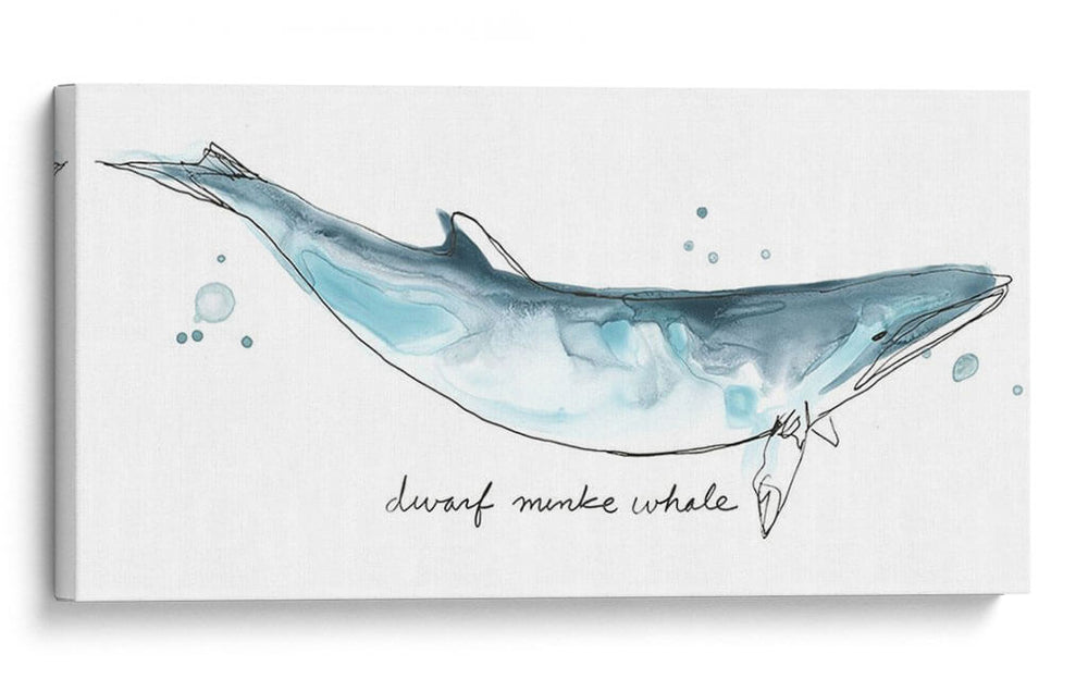 Cetacea Enano Minke Ballena - June Erica Vess | Cuadro decorativo de Canvas Lab