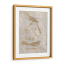 Impresiones De Ornitología Iii - Alexander Wilson | Cuadro decorativo de Canvas Lab