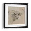 Sketch Ii De Longhorn - Melissa Wang | Cuadro decorativo de Canvas Lab
