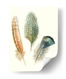 Plumas De Acuarela I - Megan Meagher | Cuadro decorativo de Canvas Lab