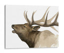Call Of The Elk Ii - Grace Popp | Cuadro decorativo de Canvas Lab