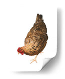 Pollo Autumn Ii - Emma Scarvey | Cuadro decorativo de Canvas Lab