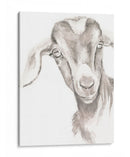 Caras De Granja Iv - Jennifer Paxton Parker | Cuadro decorativo de Canvas Lab