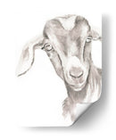 Caras De Granja Iv - Jennifer Paxton Parker | Cuadro decorativo de Canvas Lab