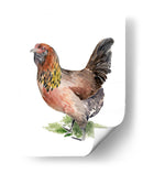 Danza De Pollo Ii - Jennifer Paxton Parker | Cuadro decorativo de Canvas Lab