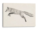 Fox Vuelo Ii - Victoria Borges | Cuadro decorativo de Canvas Lab