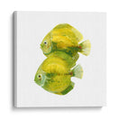 Discus Fish Ii - Emma Scarvey | Cuadro decorativo de Canvas Lab
