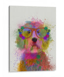 Labradoodle Splash Arco Iris - Fab Funky | Cuadro decorativo de Canvas Lab