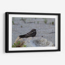 Ave descansando - Arturo Sánchez | Cuadro decorativo de Canvas Lab