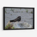 Ave descansando - Arturo Sánchez | Cuadro decorativo de Canvas Lab