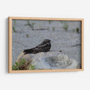 Ave descansando - Arturo Sánchez | Cuadro decorativo de Canvas Lab