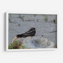 Ave descansando - Arturo Sánchez | Cuadro decorativo de Canvas Lab