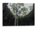 El Cenote - Arturo Sánchez | Cuadro decorativo de Canvas Lab