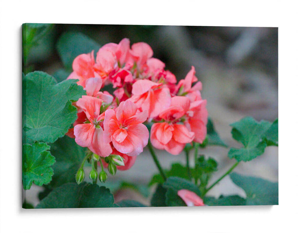 Flor III - Arturo Sánchez | Cuadro decorativo de Canvas Lab