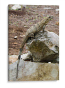 Iguana - Arturo Sánchez | Cuadro decorativo de Canvas Lab