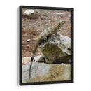 Iguana - Arturo Sánchez | Cuadro decorativo de Canvas Lab