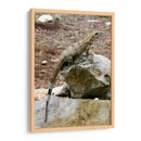 Iguana - Arturo Sánchez | Cuadro decorativo de Canvas Lab