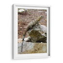 Iguana - Arturo Sánchez | Cuadro decorativo de Canvas Lab