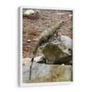 Iguana - Arturo Sánchez | Cuadro decorativo de Canvas Lab