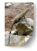 Iguana - Arturo Sánchez | Cuadro decorativo de Canvas Lab